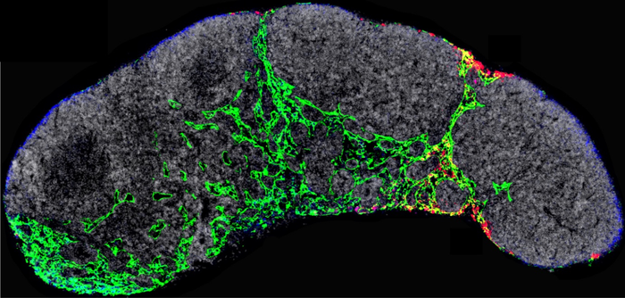 Lymph node of a mouse model