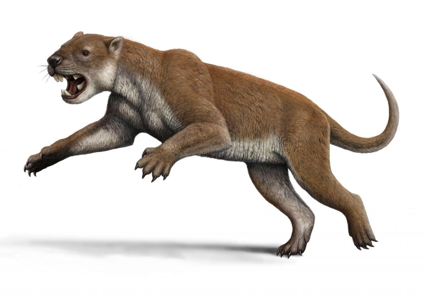 Reconstruction of <i>Thylacoleo</i>