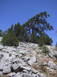 Old Black Pine Tree in Anatolia, Turkey