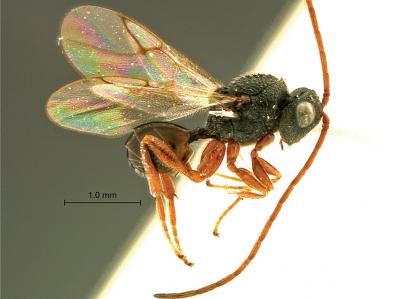 <i>Paramblynotus behara</i>