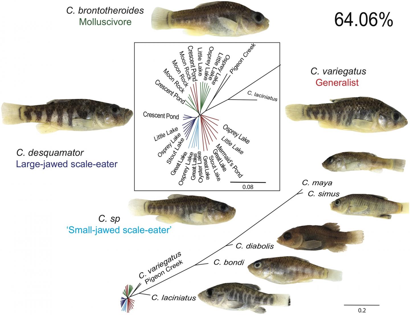 San Salvador Pupfish Acquired Genetic Variation from Fish on Other Islands to Adapt to New Foods