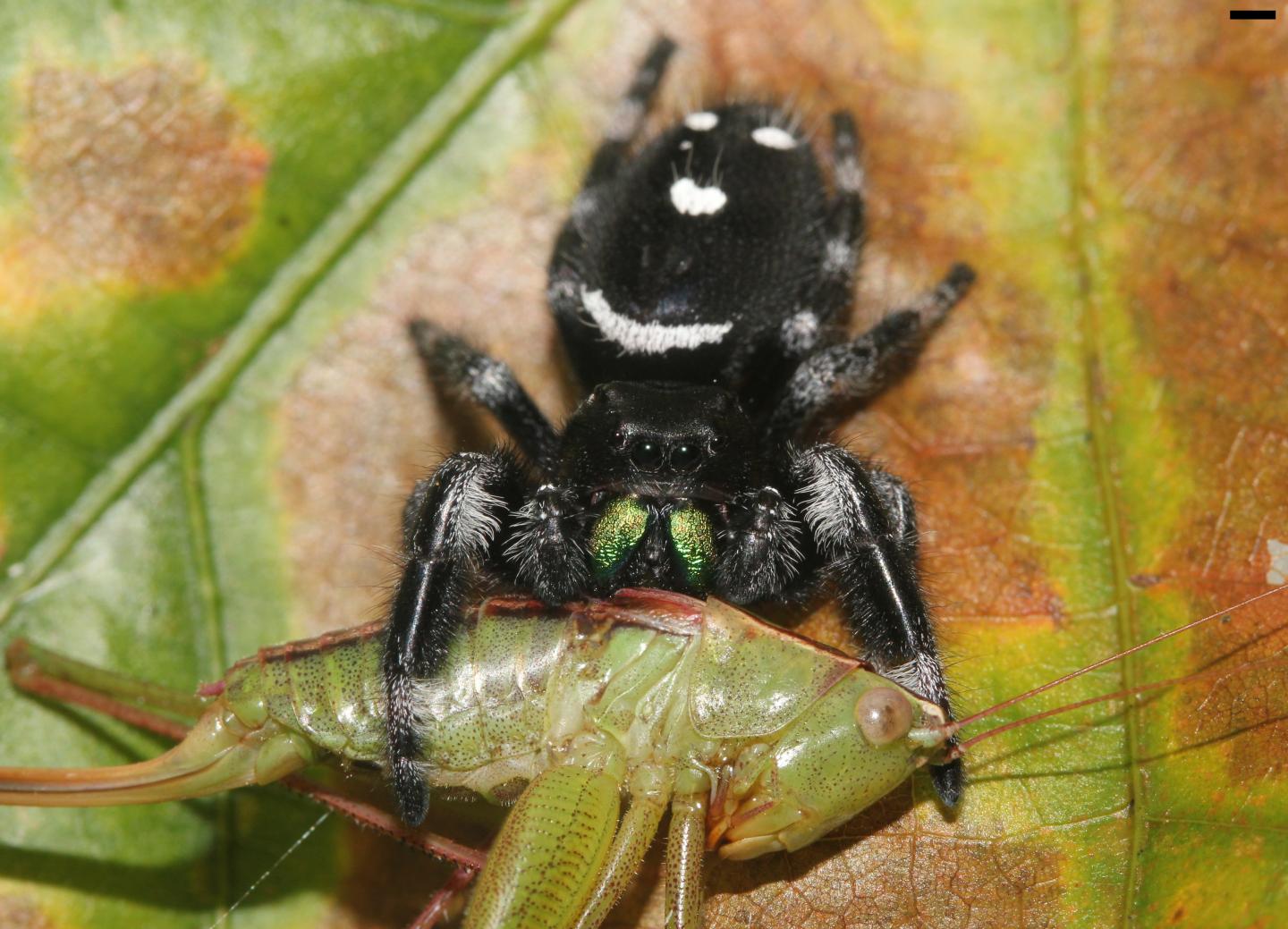 Spiders eat astronomical numbers of insects EurekAlert!