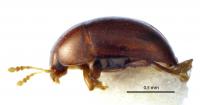 One of the Newly Discovered Beetles