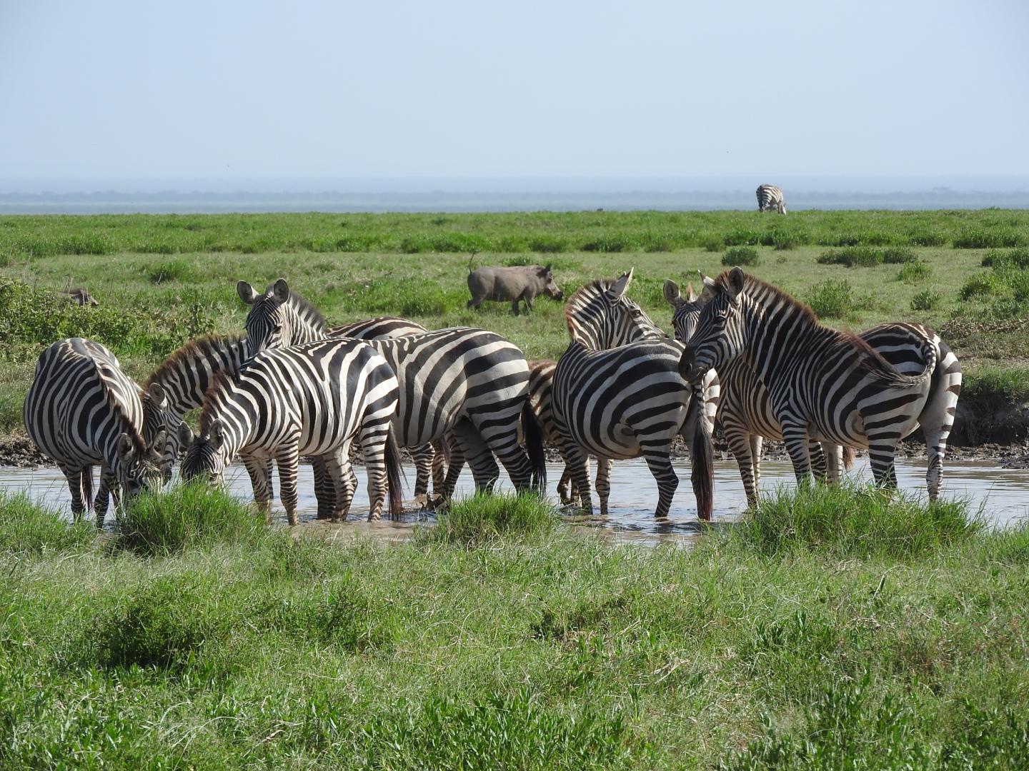 A Dazzle of Zebras at a Waterhole in East Africa