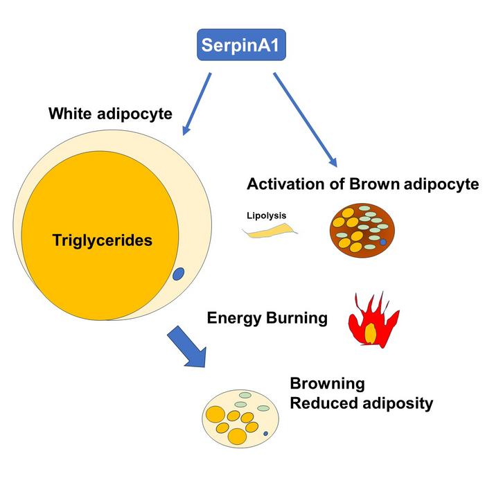 The Role of SerpinA1 Involved in Fat Metabolism