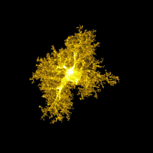 Astrocyte