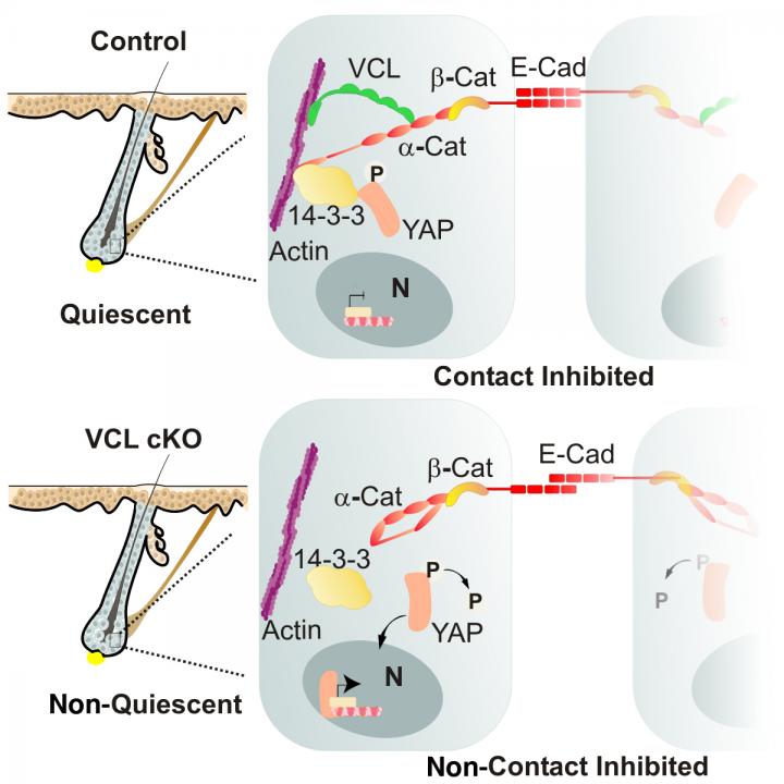 Relationship between loss of junctional stability and increased signalling