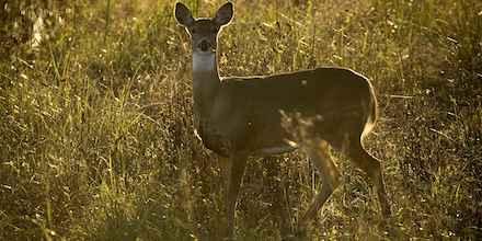 Researchers studied deer-vehicle collisions to understand population phenomena