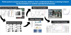 Image: From Pichia toolkit to fed-batch strategy, Korbinian Sinzinger (TUM Campus Straubing)