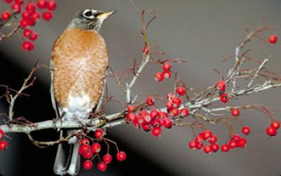 American Robin on a Branch