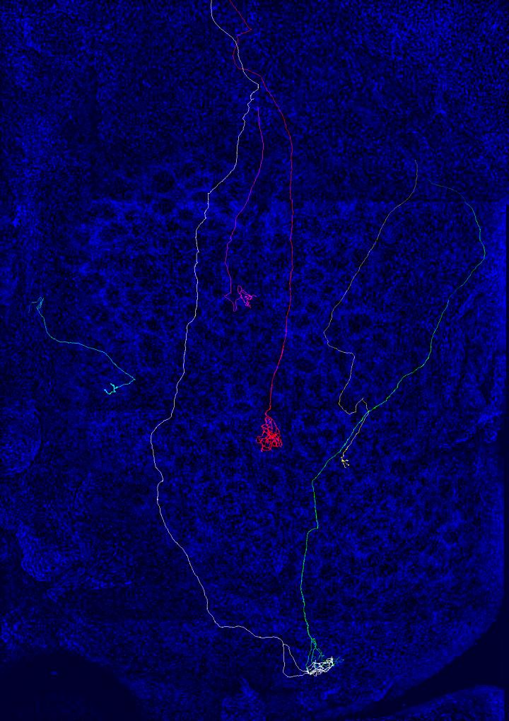 Olfactory Sensory Axons