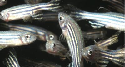 Zebrafish (<I>Danio rerio</I>)