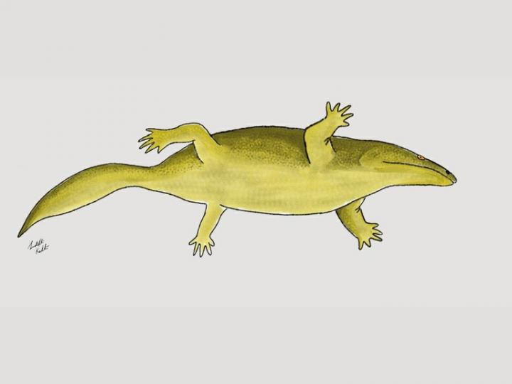Life Reconstruction of the Metoposaurus
