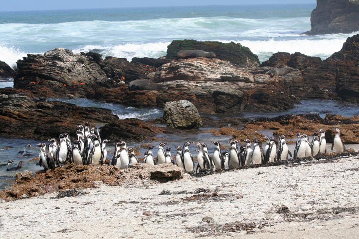 Humboldt Penguins in Peru