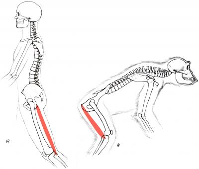 Evolved Changes in Pelvis Shape Allow the Hamstrings Muscles (Red) to Hyper-Extend the Hip in Humans