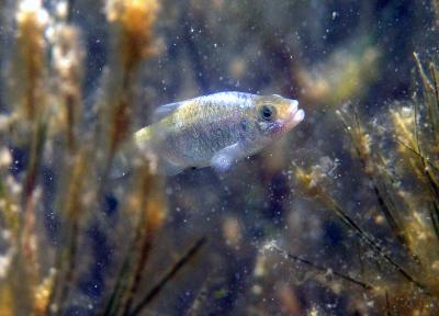 Evolving Pupfish (2 of 2)