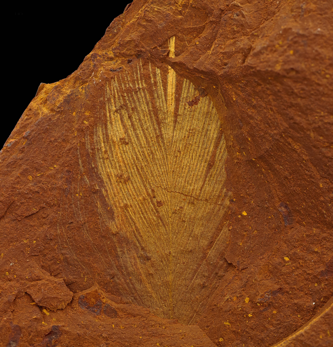 Ancient feather found in new Austrlalian fossil site