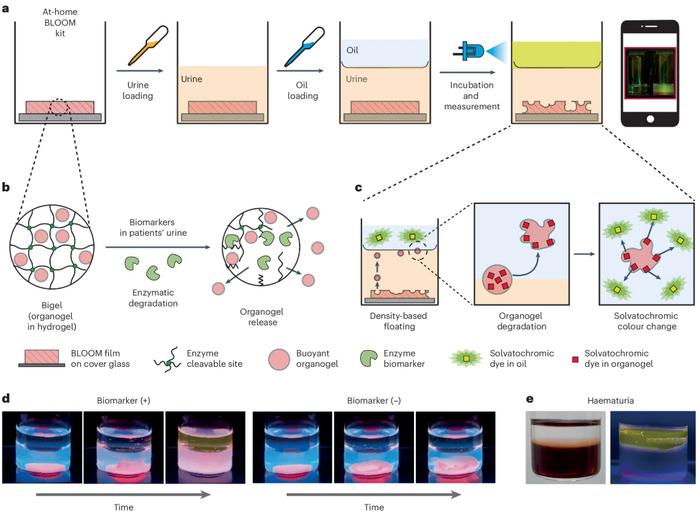 a, Schematic illustration of the workflow of the BLOOM assay. b,c, Mechanism of organogel messenger release from the biomarker-degradable bigel film (b) and solvatochromic dye transfer to the organic layer via density-based floating (c). d,e, Photograph of biomarker detection using the BLOOM assay in the biphasic system under UV light irradiation in urine (d) and haematuria (e) samples.