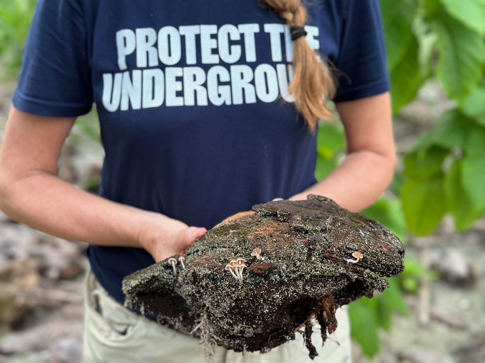 Decomposing coconut husk.