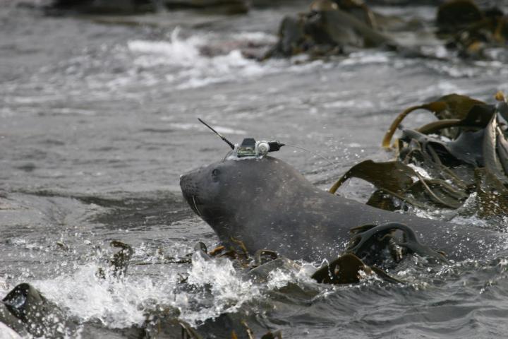 Southern Elephant Seals May Adjust Their Diving Behavior to Stay in Prey Patches