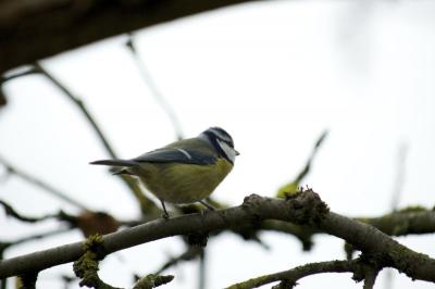 Blue-Tit