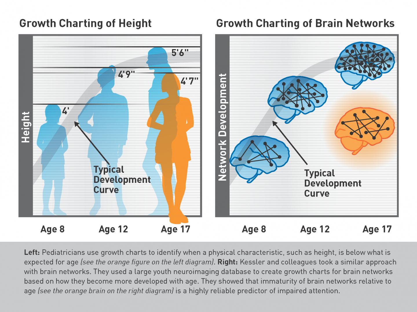 ADHD Growth Chart Prototype