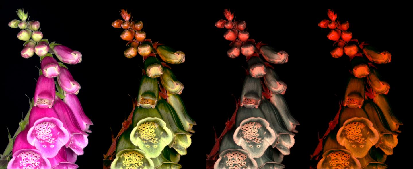 A photo of a foxglove calibrated to different visual systems