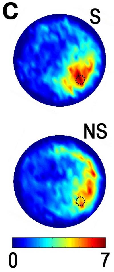 Electrical Stimulation of Brain Boosts Birth of New Cells
