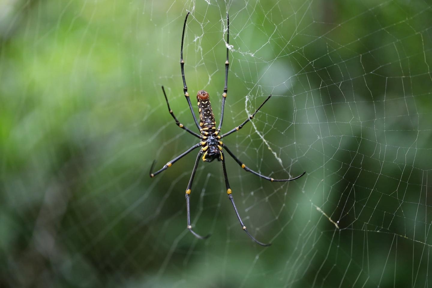 Golden Orb-Weaver