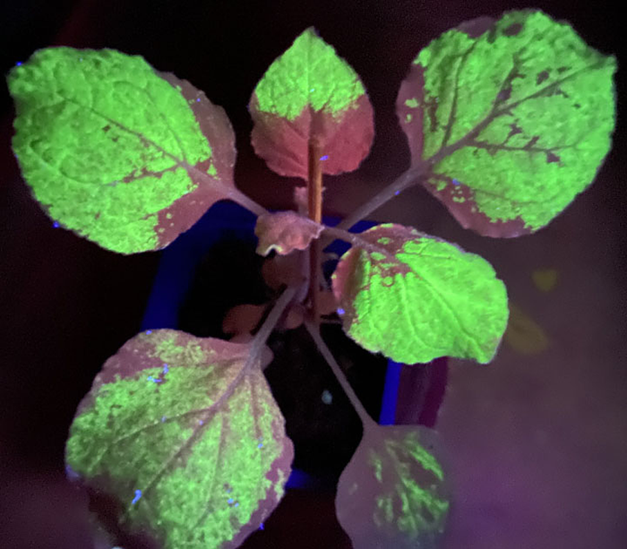The plant-producer of the green fluorescent protein GFP