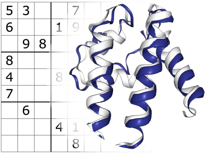 Sudoku-Solving Program Makes First Step in Designing New Proteins