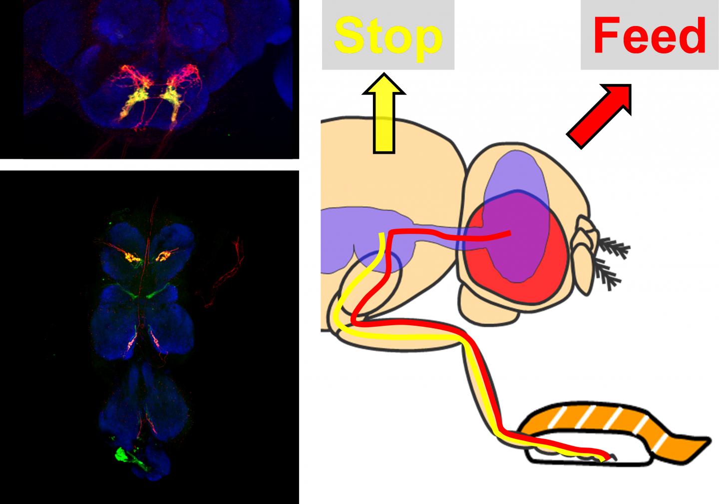 Taste Sensors in Fly Legs Control Feeding