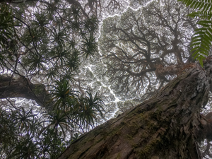 Northeast Australia’s relict tropical rainforests