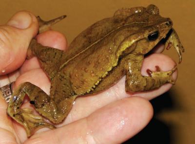 <i>Rhinella yunga</i>