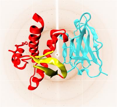 X-Ray Crystal Structure of the Human Prion Protein