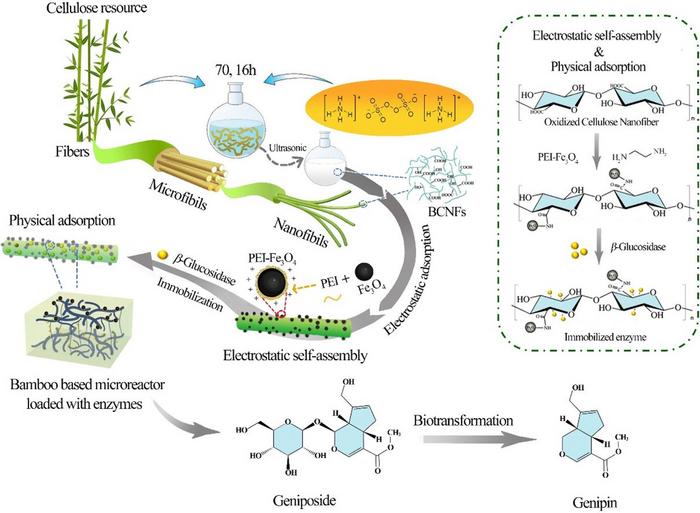 Breakthrough in Enzyme Immobilization: Bamboo-Based Microreactor for Efficient Biotransformation