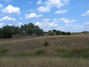 A typical forest-steppe landscape