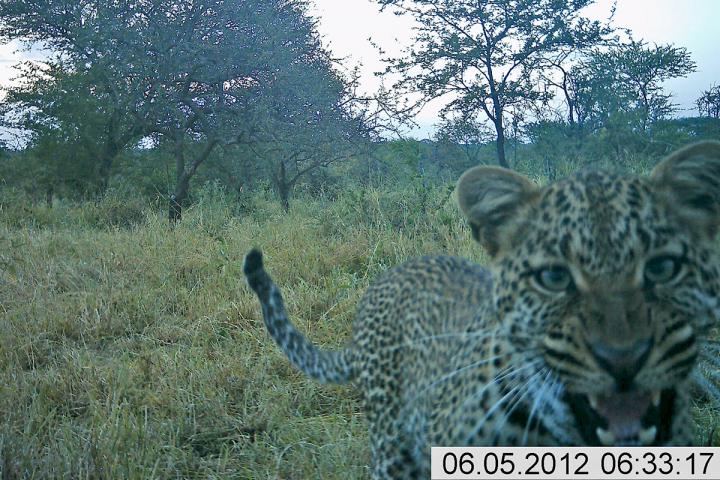 Leopard Snarls at Camera