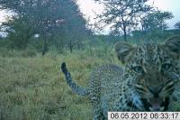 Leopard Snarls at Camera