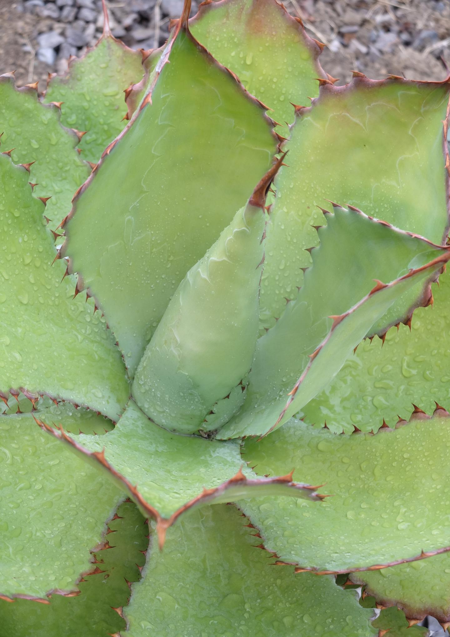 New Study of Water-Saving Plants Advances Efforts to Develop Drought-Resistant Crops
