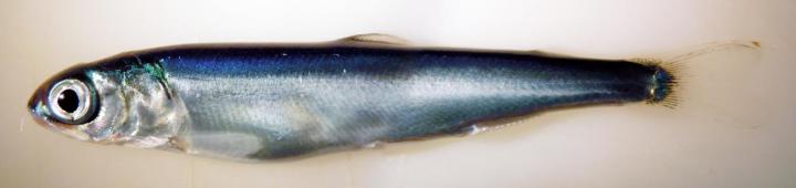 Juvenile Pink Salmon Exposed to Low Levels of Crude Oil