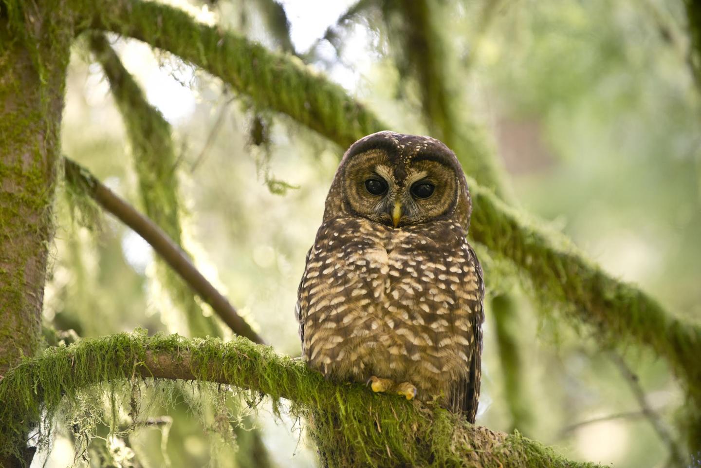 Spotted Owl