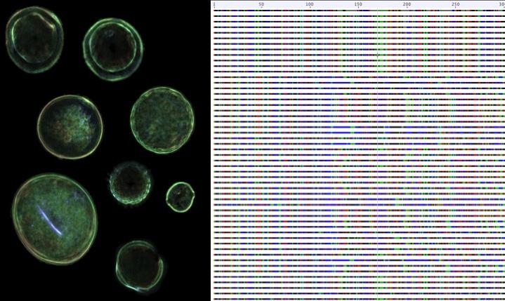 Pollen Grains and DNA Barcodes