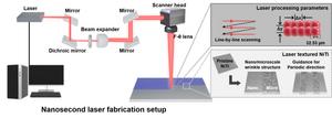 Analysis of Neovascularization on Nanosecond Laser-Textured Metal Surfaces through Fetal Mouse Metatarsal Analysis