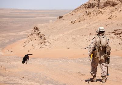 An Improvised Explosive Device Detection Dog