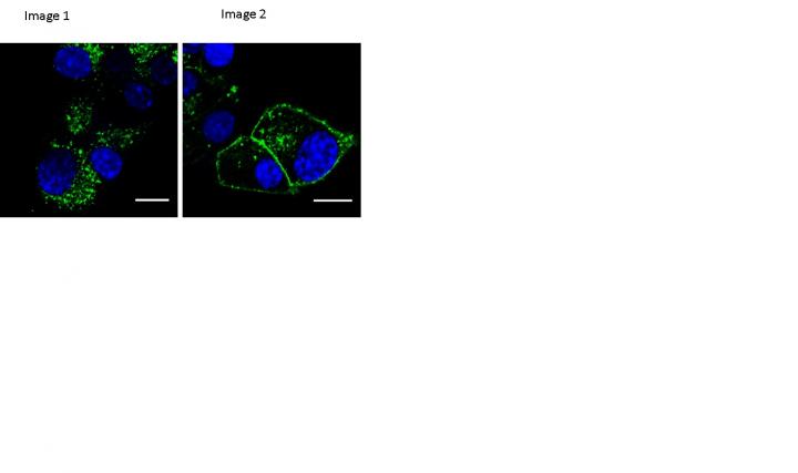 Cellular Drug Trafficking In A Image Eurekalert Science News Releases