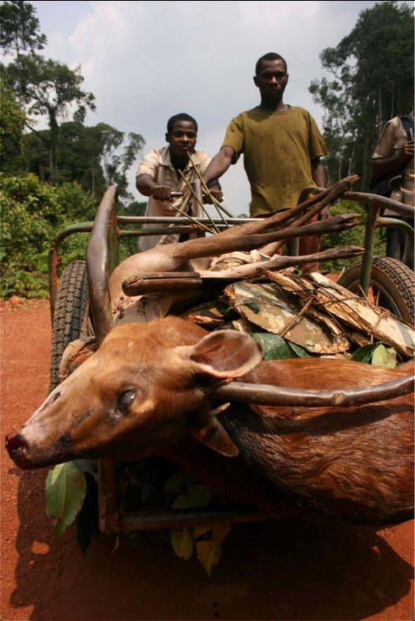 Bushmeat Hunting Drives Biodiversity Declines in Central Africa