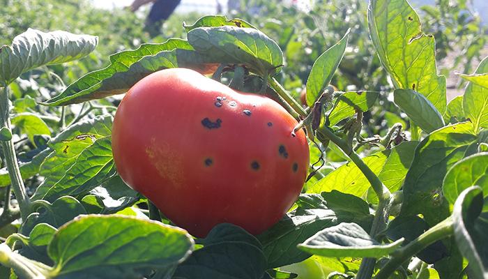Tomato with bacterial speck disease