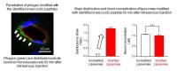 Phage/liposome Transfer to Mouse Brain