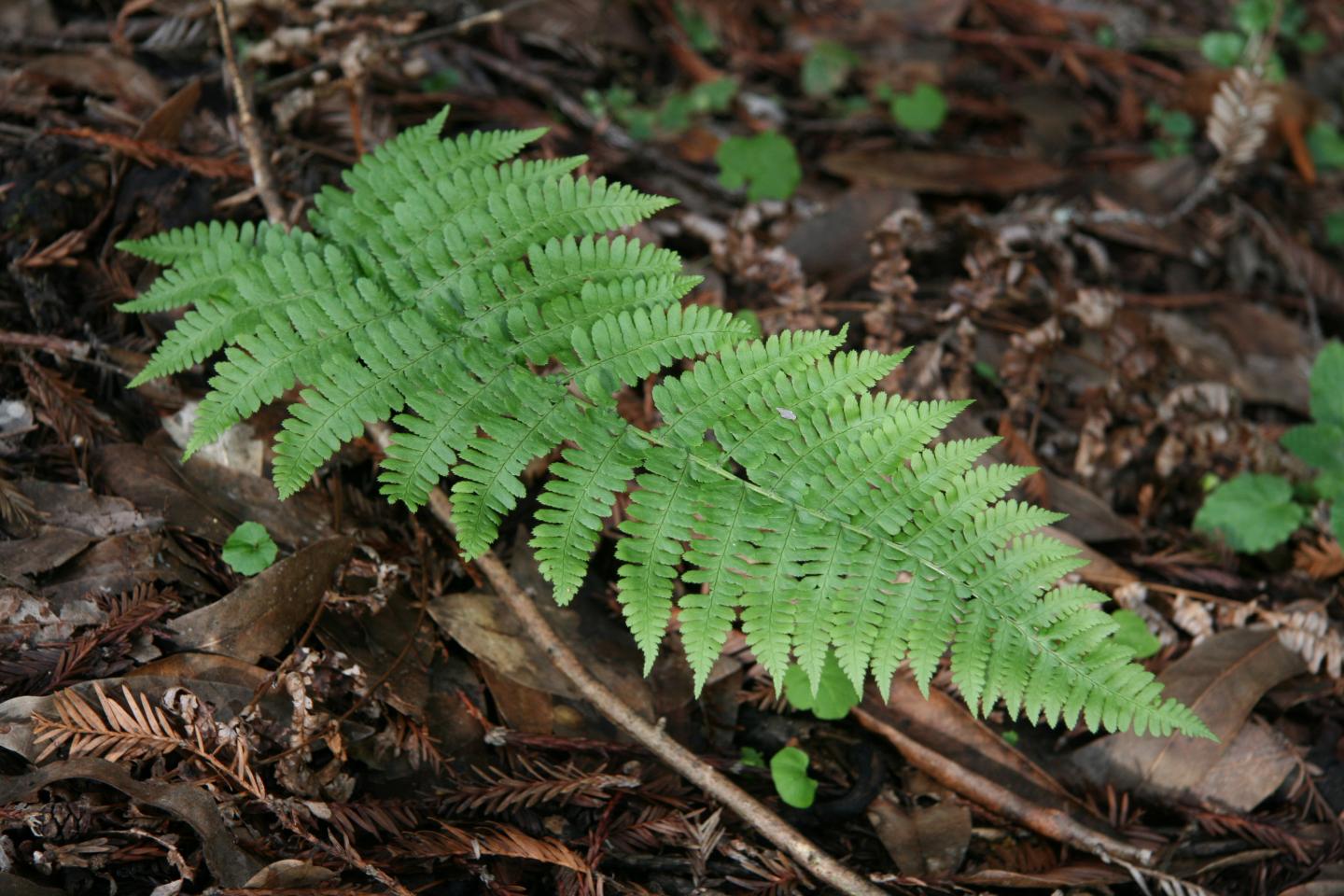 <em>Dryopteris</em> Frond